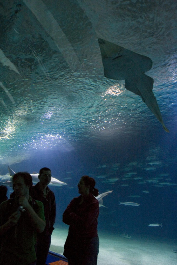 Shovelnose overhead in L'Oceanografic