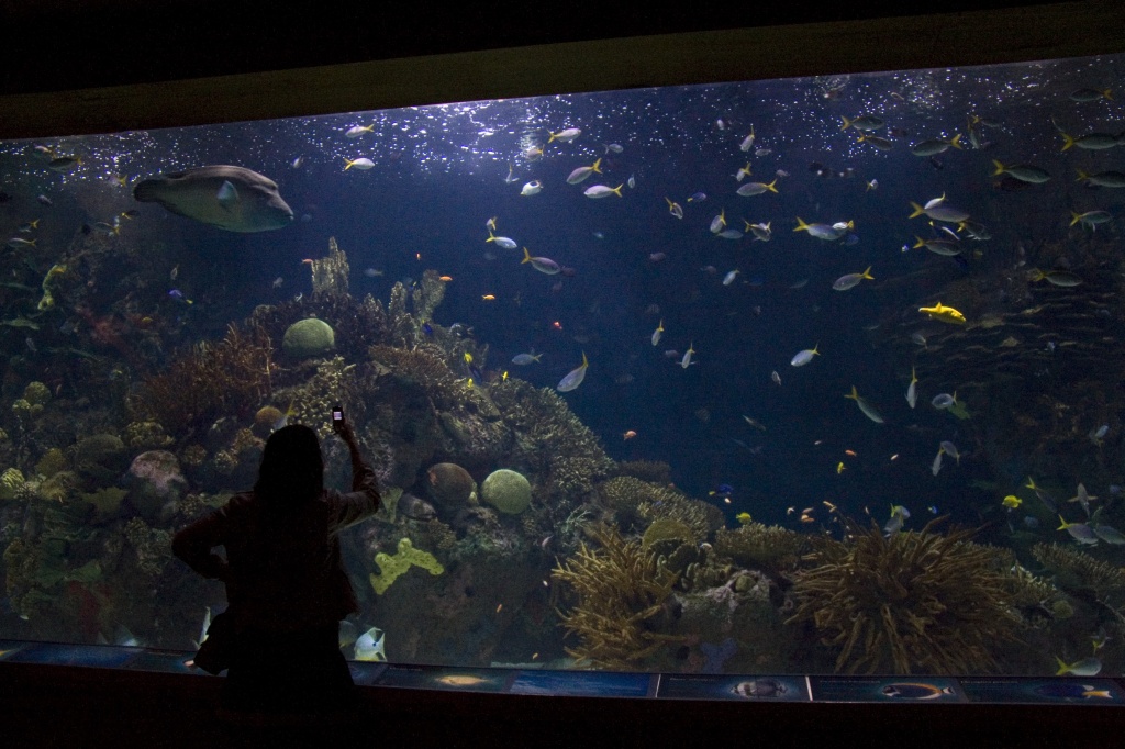 L'Oceanografic aquarium