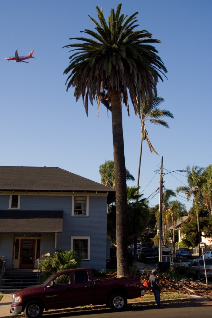 Trimming the palm for transport