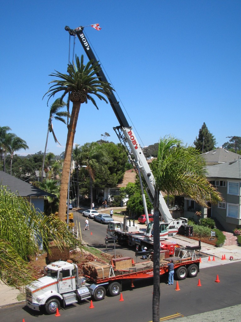 A crane pulls the palm out of the ground (photo by Bill)