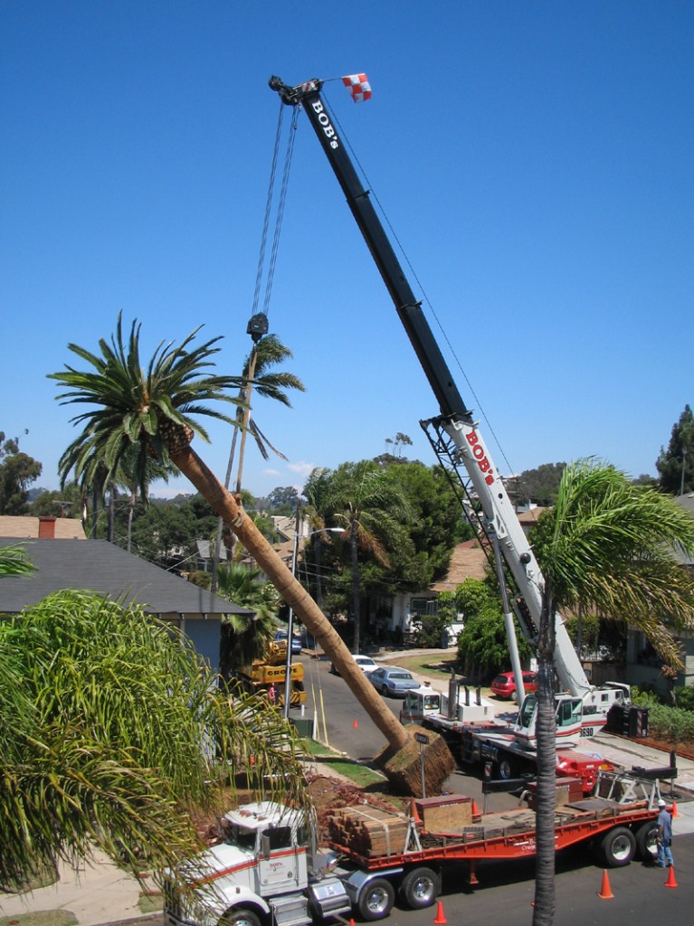 Crane sets the palm down for further trimming and root wrap (photo by Bill)