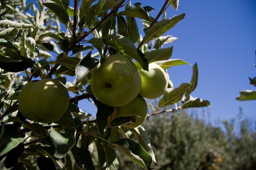 Green apples