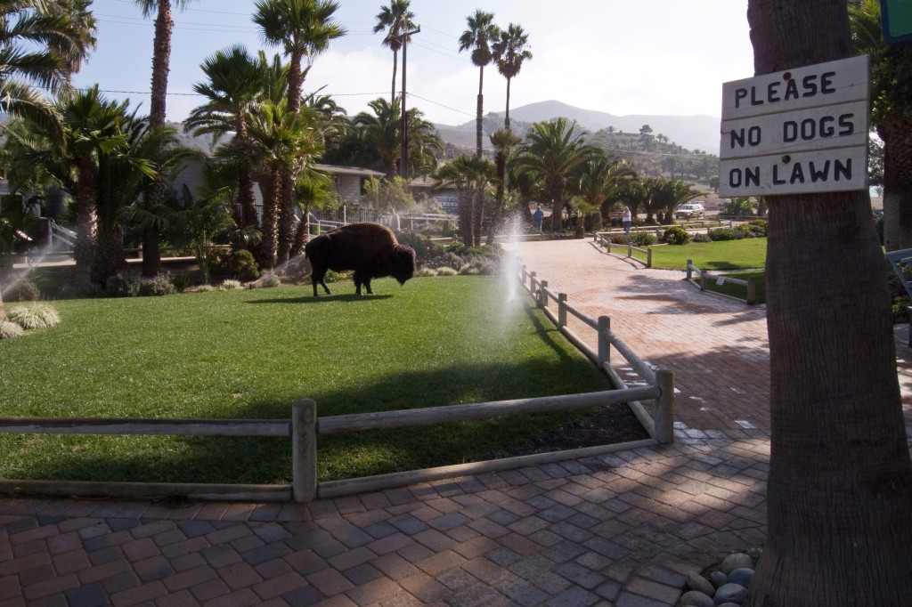 No dogs, just bison in Two Harbors