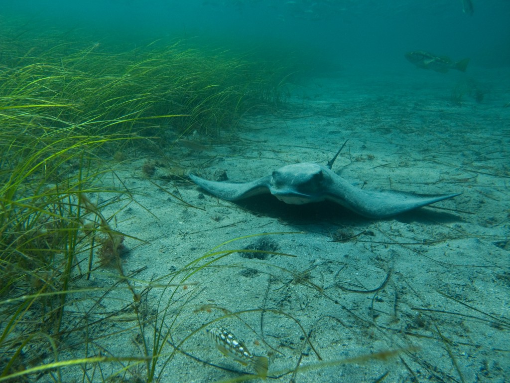 Bat ray sitting on the sand