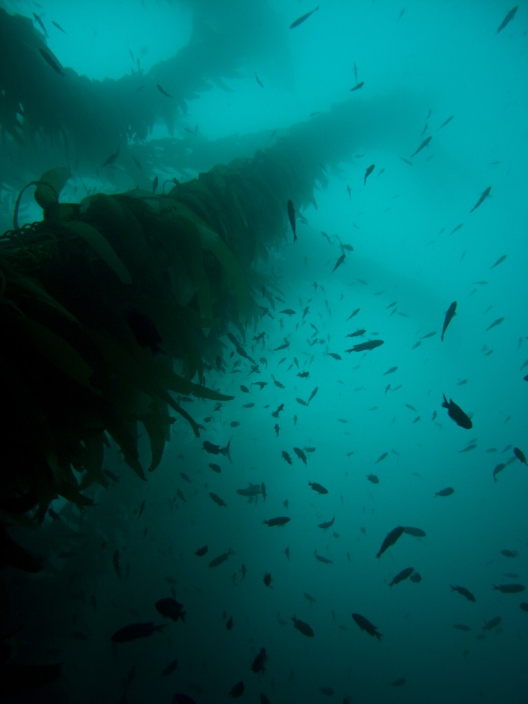 Looking up at the kelp forest