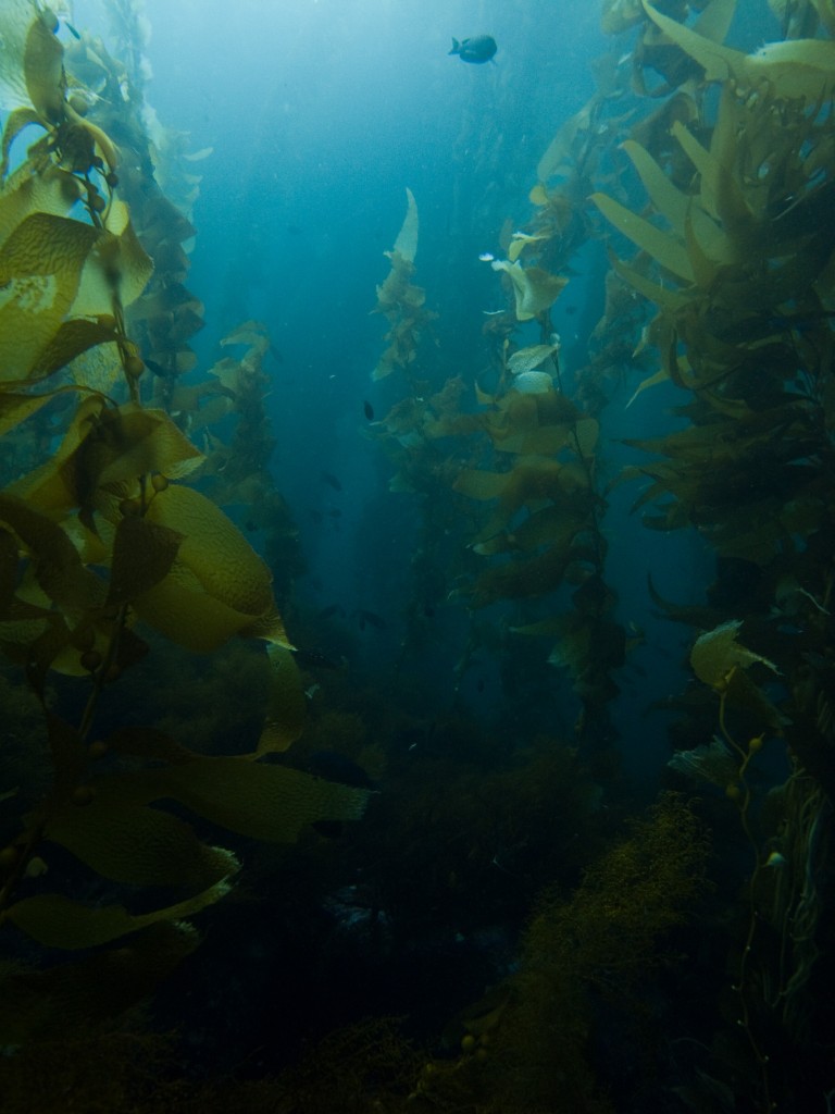 Kelp forest off the coast of Catalina