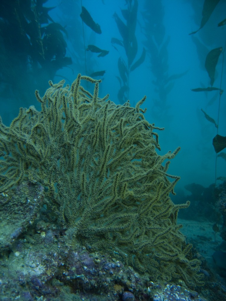 California Golden Gorgonian in the kelp forest