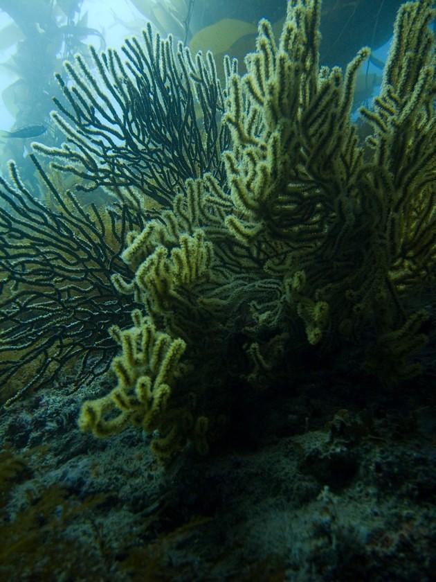 California Golden Gorgonian, and a Brown Gorgonian