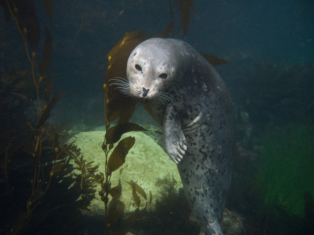 Harbor seal playing