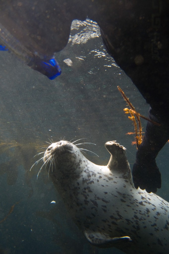 Harbor seal playing with Anna