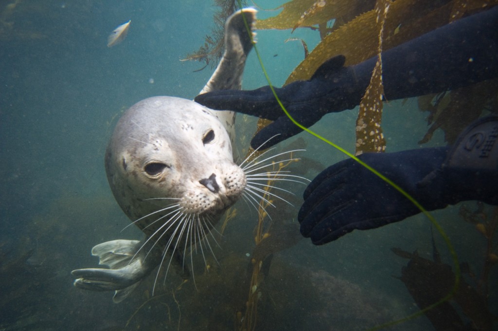 A harbor seal checks out Anna's gloves