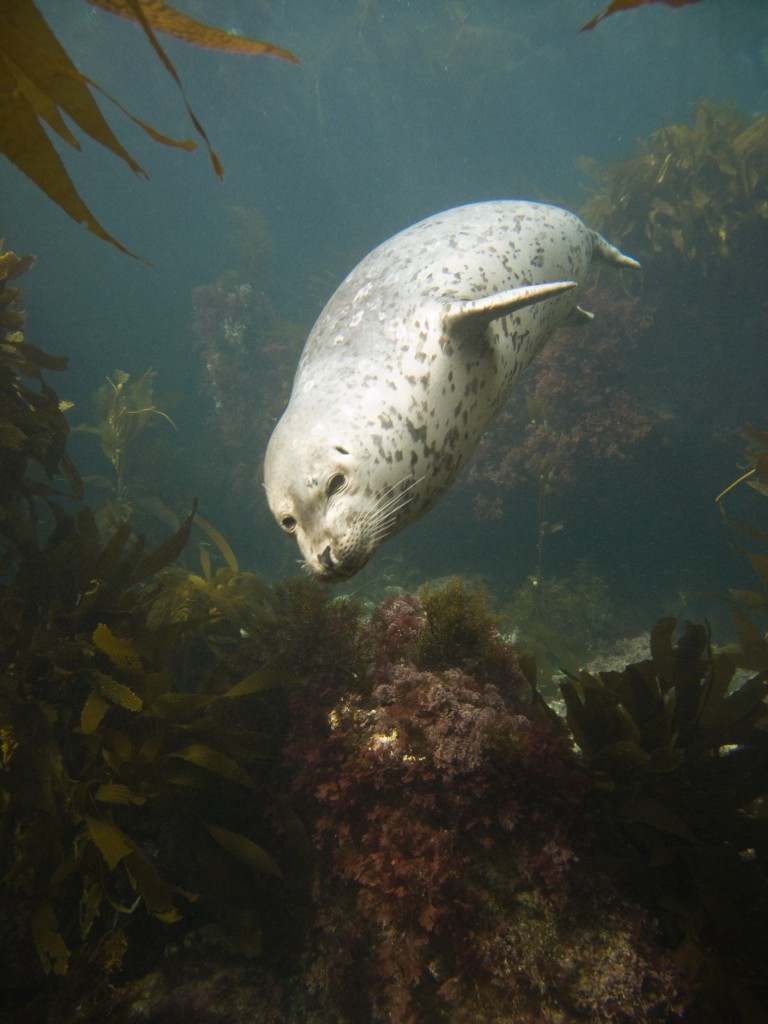 A harbor seal in the kelp