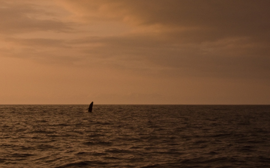 Baby humpback whale breaching