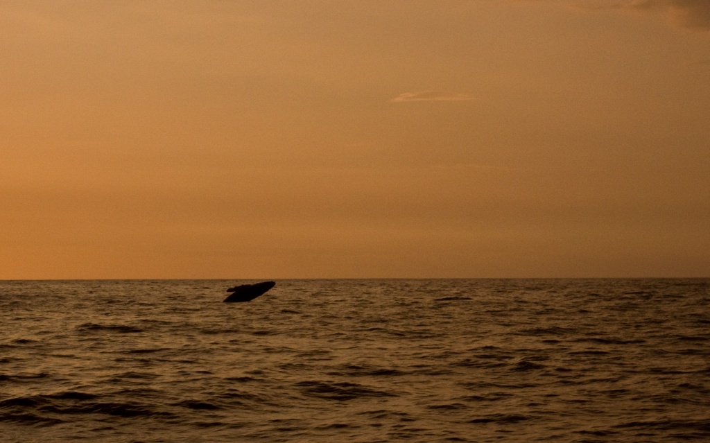 Baby humpback whale breaching at sunset