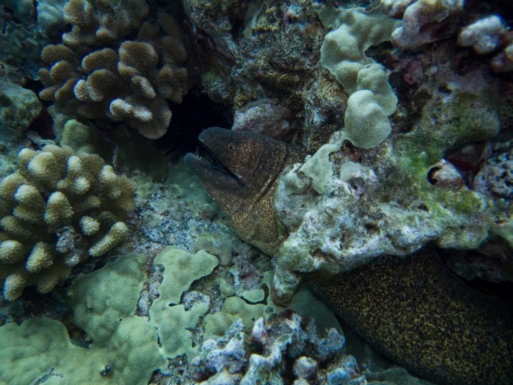 Yellowmargined Moray