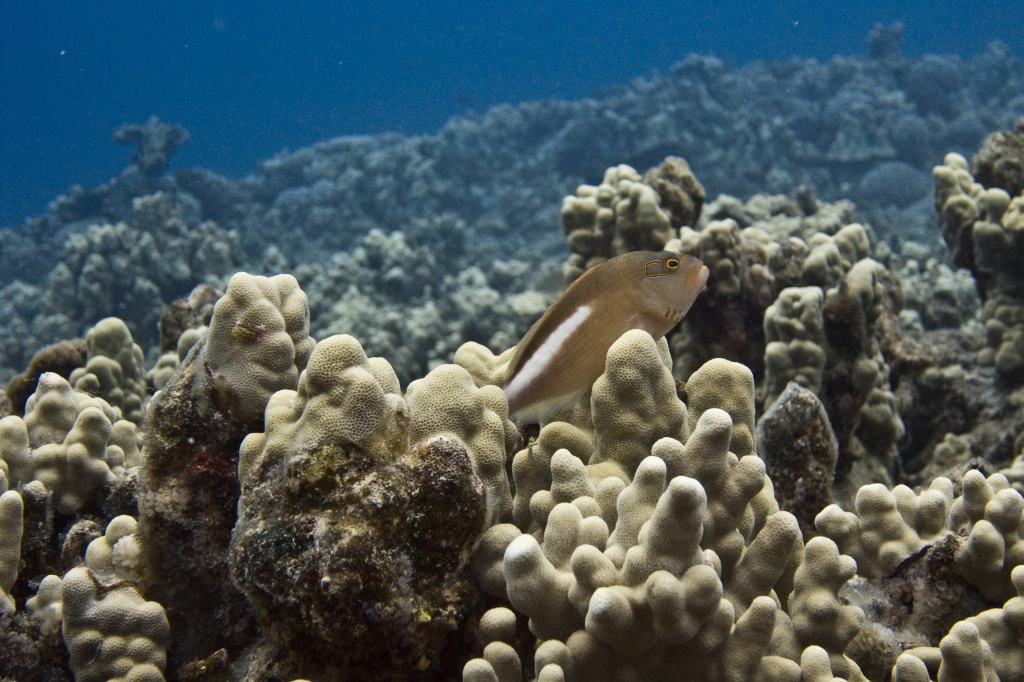 Arc-eye hawkfish