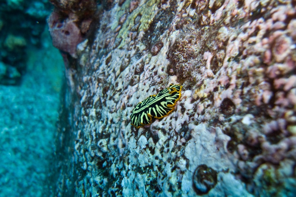 Yellow and black nudibranch