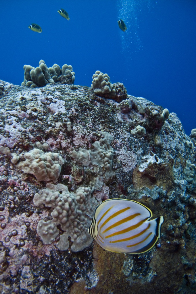 Ornate butteryfish