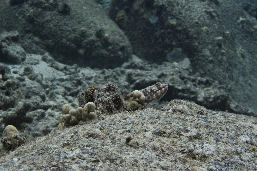 Lizardfish