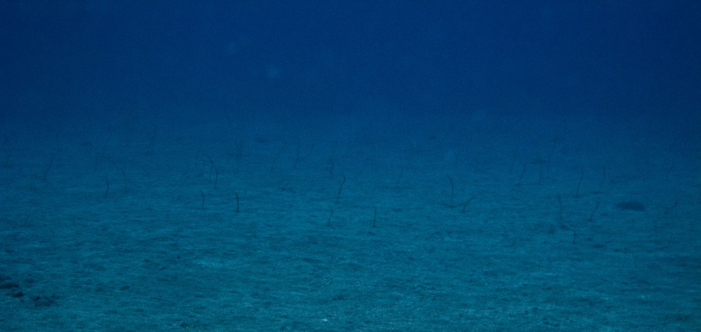 Hawaiian garden eels at 80 feet