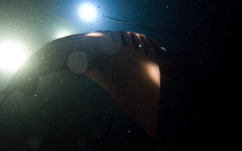 Manta ray looping in video lights