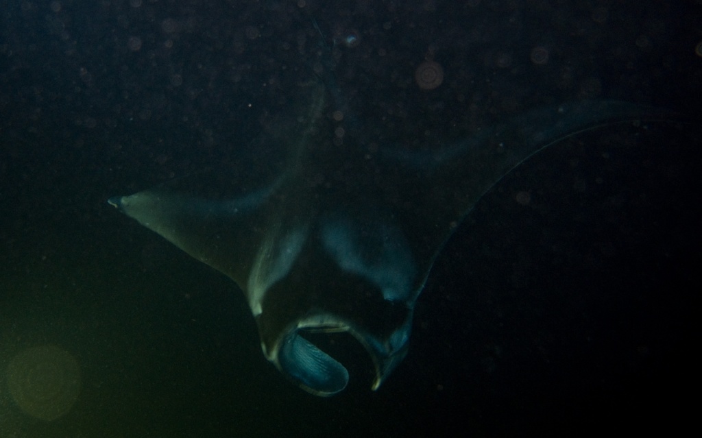 Top of a male manta ray