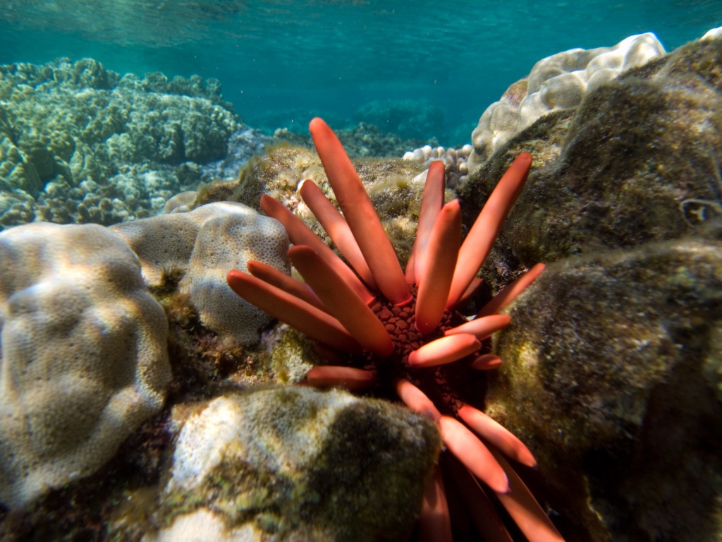 slate-pencil urchin