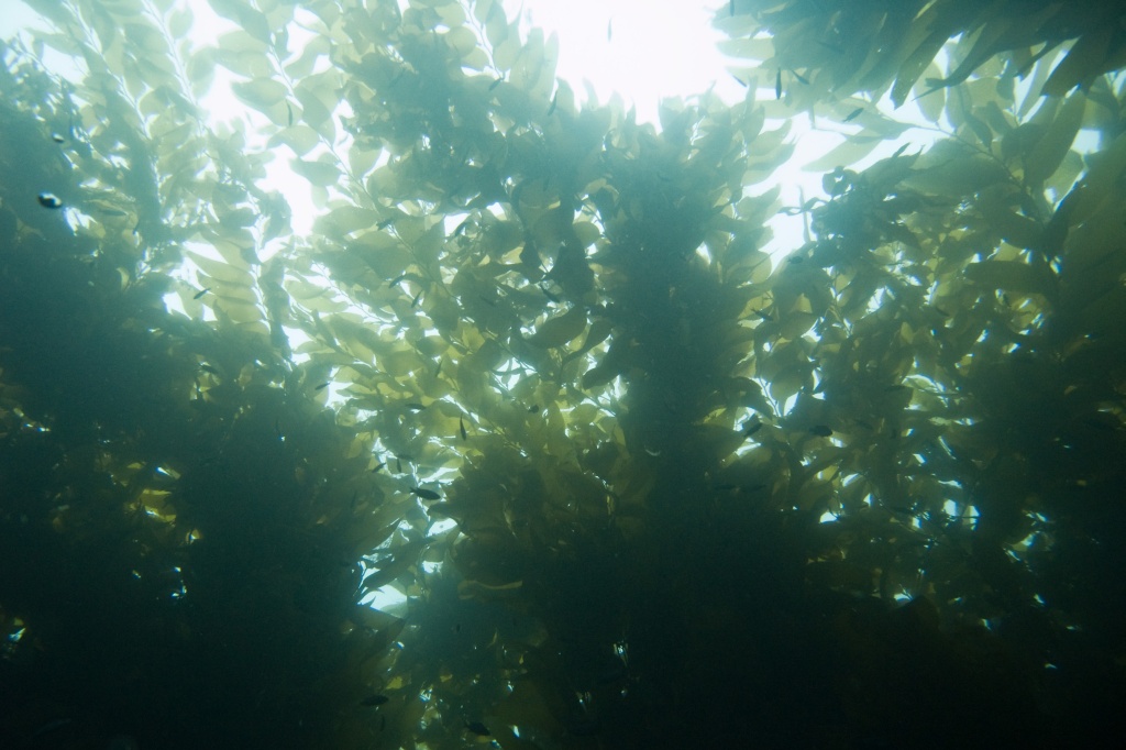 Looking at the surface of the kelp forest