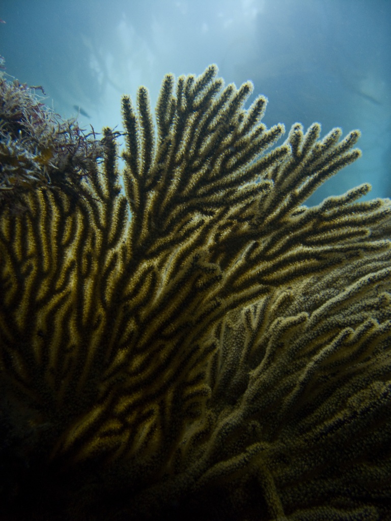 Golden gorgonian