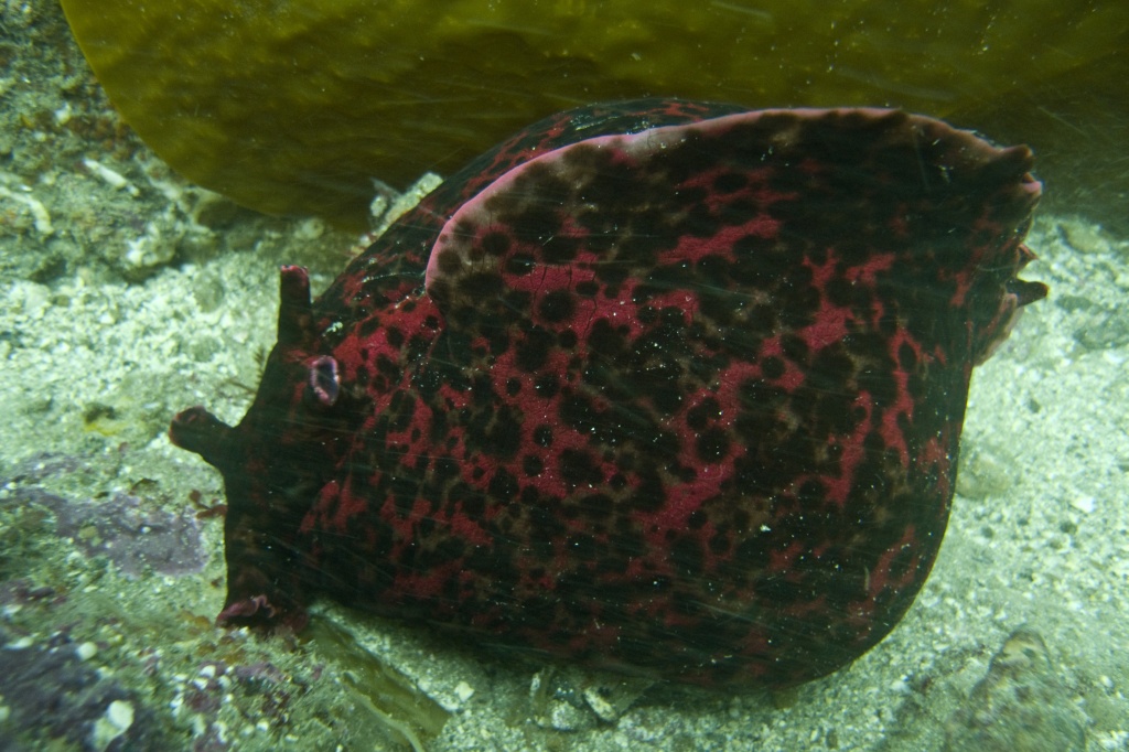 California Sea Hare