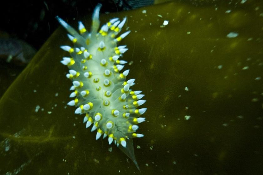 Santa Barbara Janolus Nudibranch