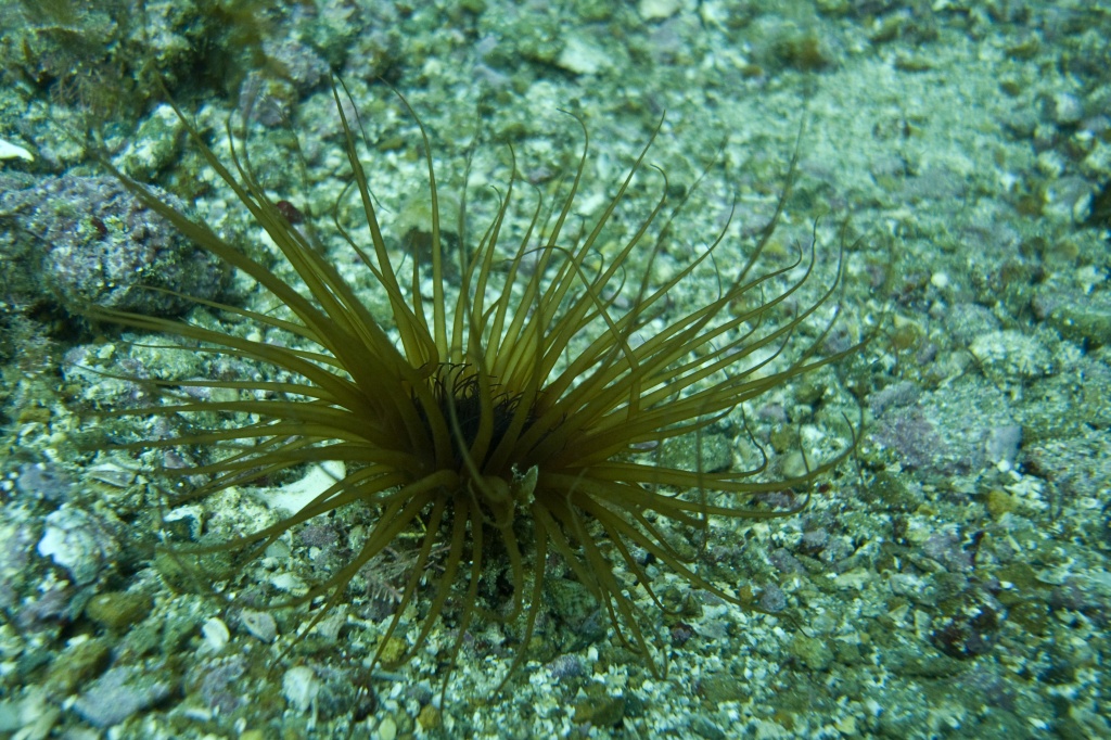 Brown tube dwelling anemone