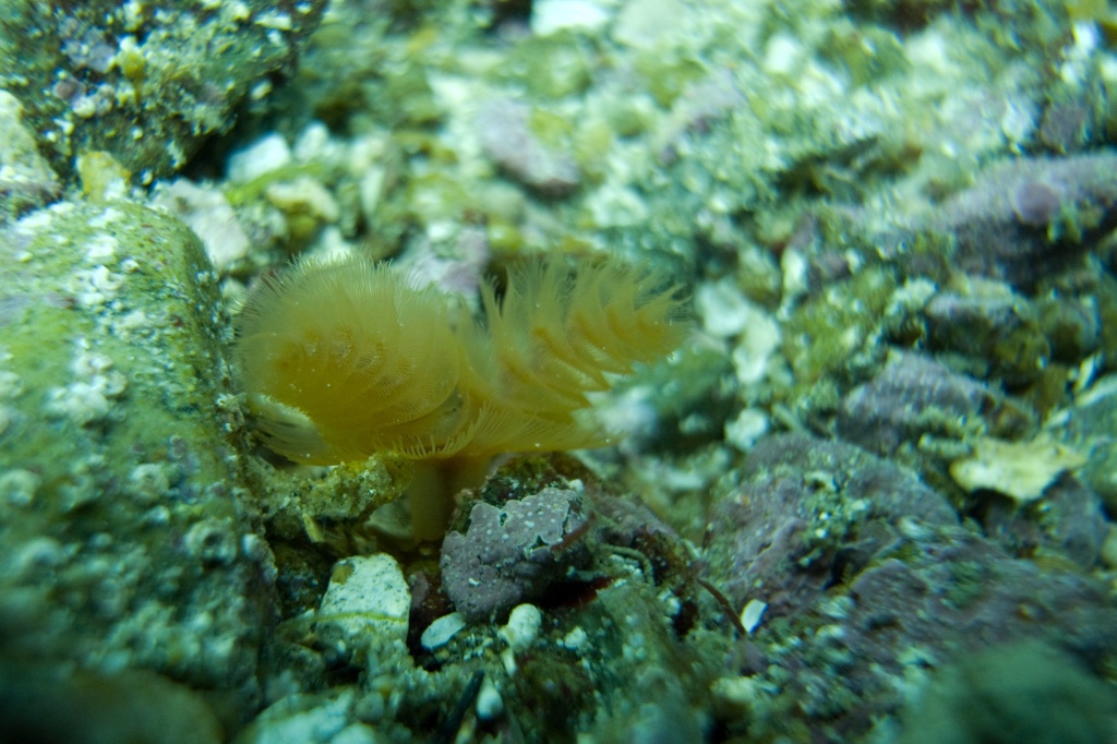 Christmas Tree Worm