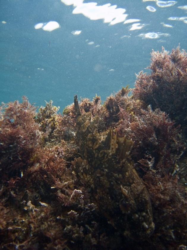 A rockfish blends into the growth