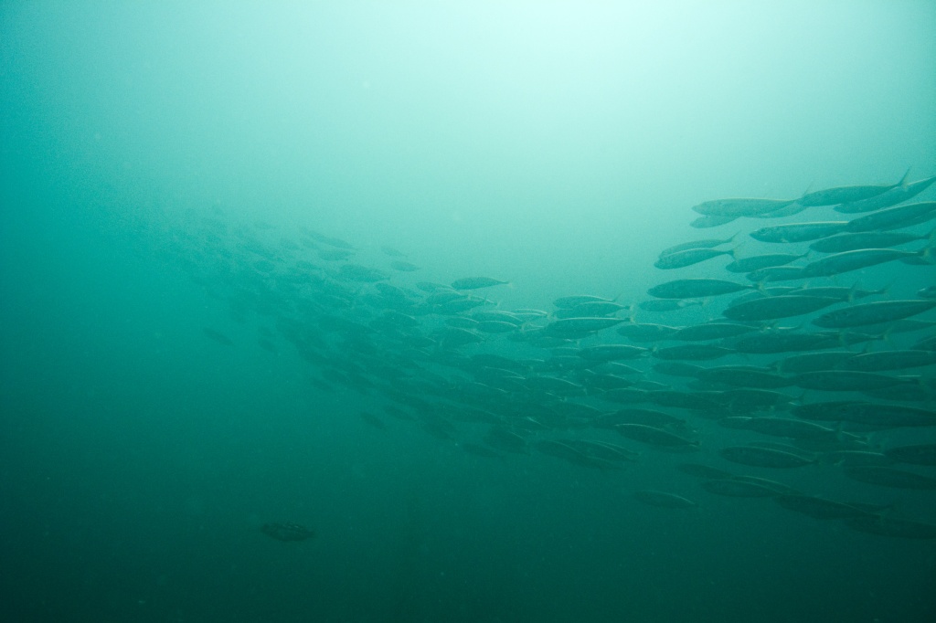 A school of fish