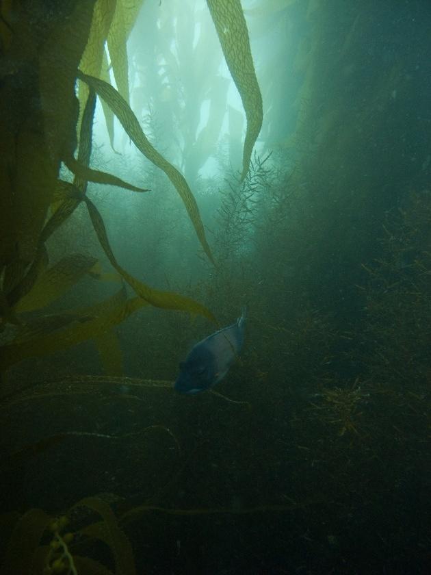 Sheephead in the kelp