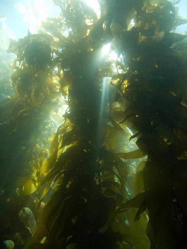 Sun through the kelp