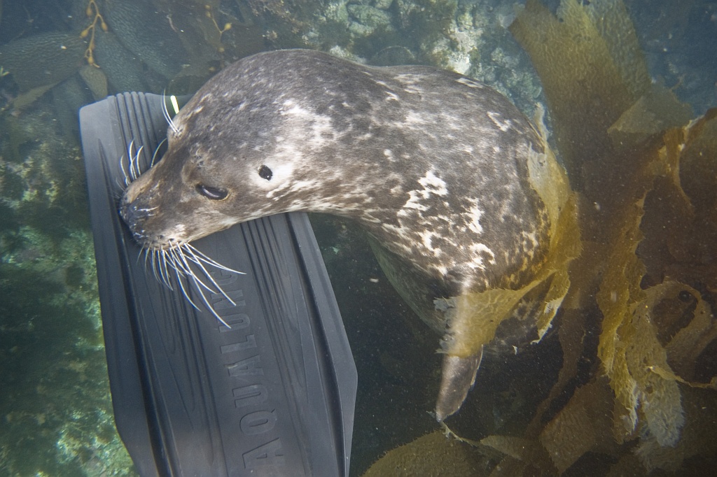 A harbor seal checking out my fin