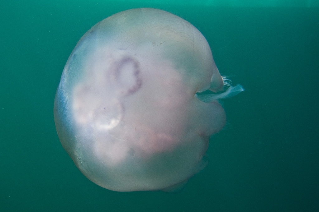 Moon jellyfish