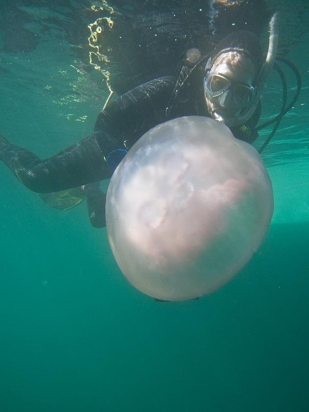 Lisa and a moon jellyfish