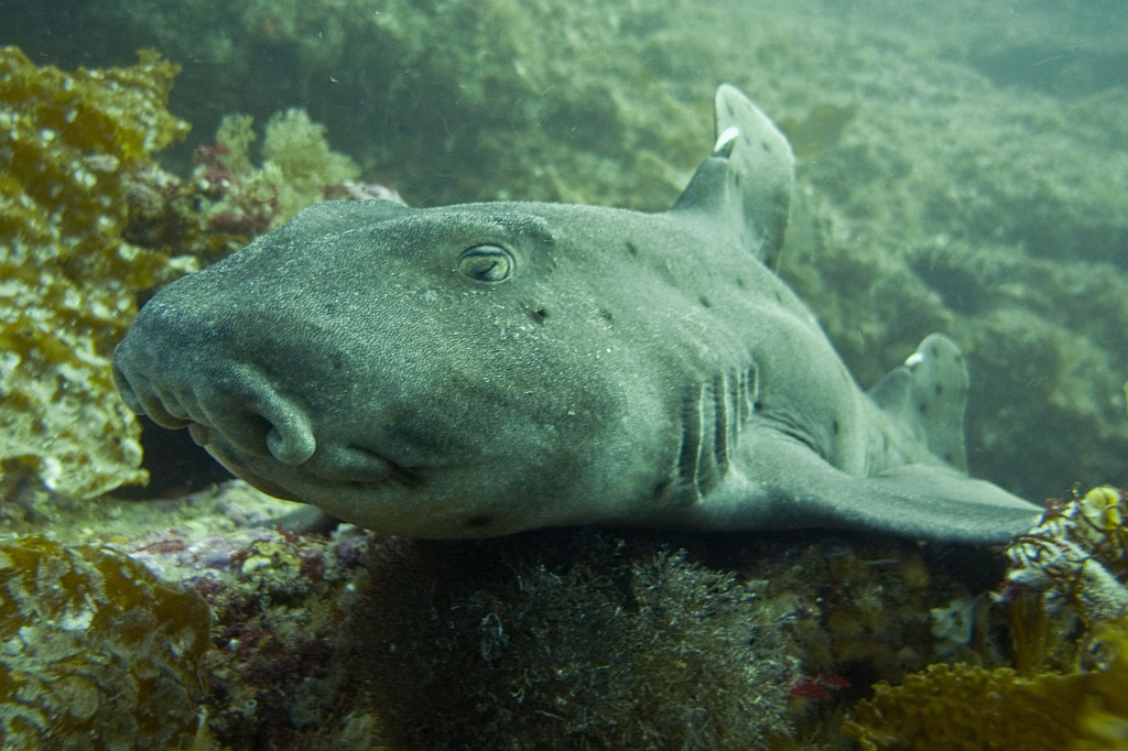 A resting horn shark