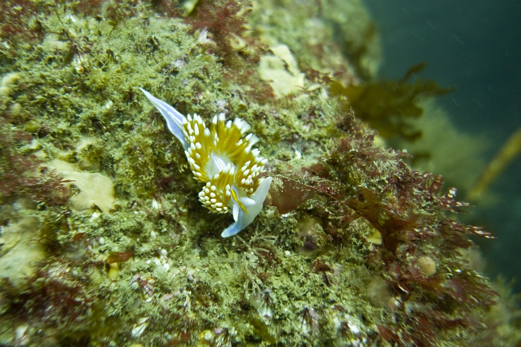 Hermissenda crassicornis