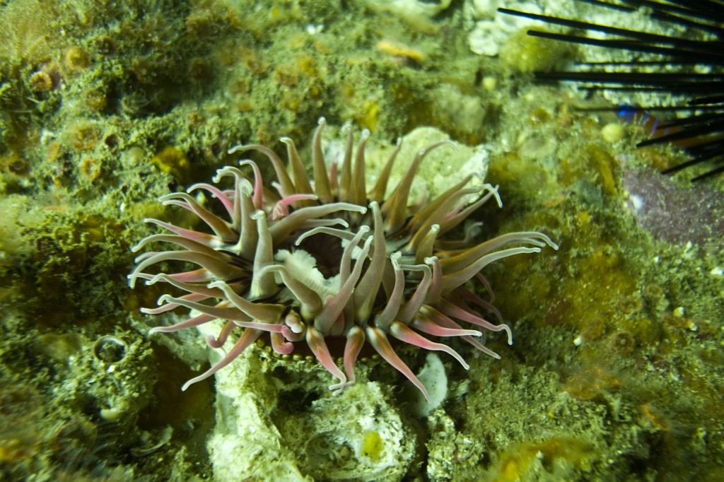 Sea anemone