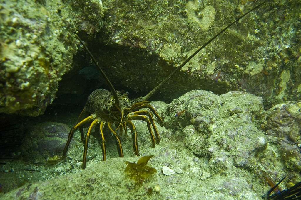 A curious spiny lobster