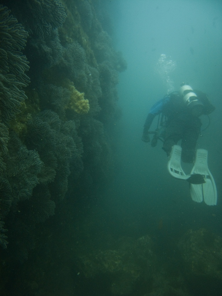 George swimming along Bird Rock's gorgonians