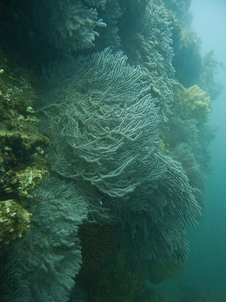 Gorgonians on a wall