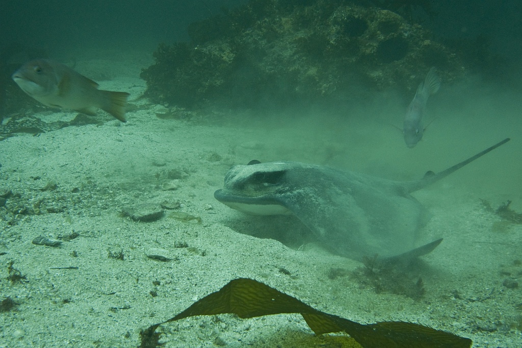 A bat ray feeding in the sand