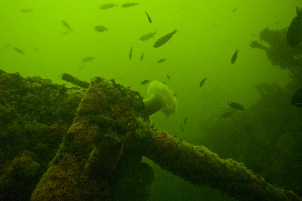 Metridium and strawberry anemones on the superstructure