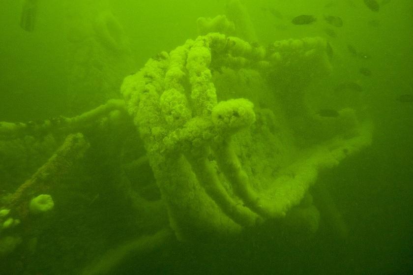 White anemones on the superstructure