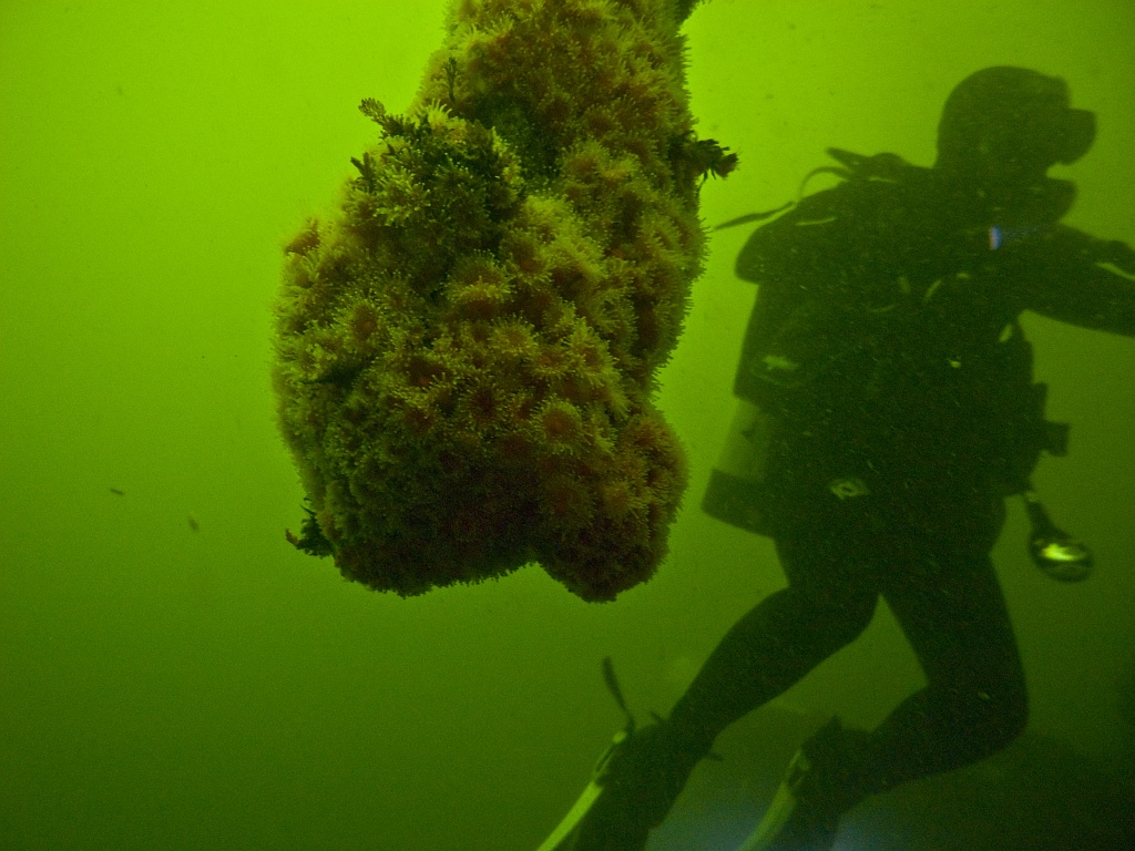 Vanessa and strawberry anemones